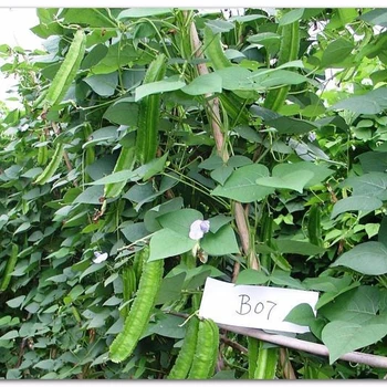 bean plant seeds images