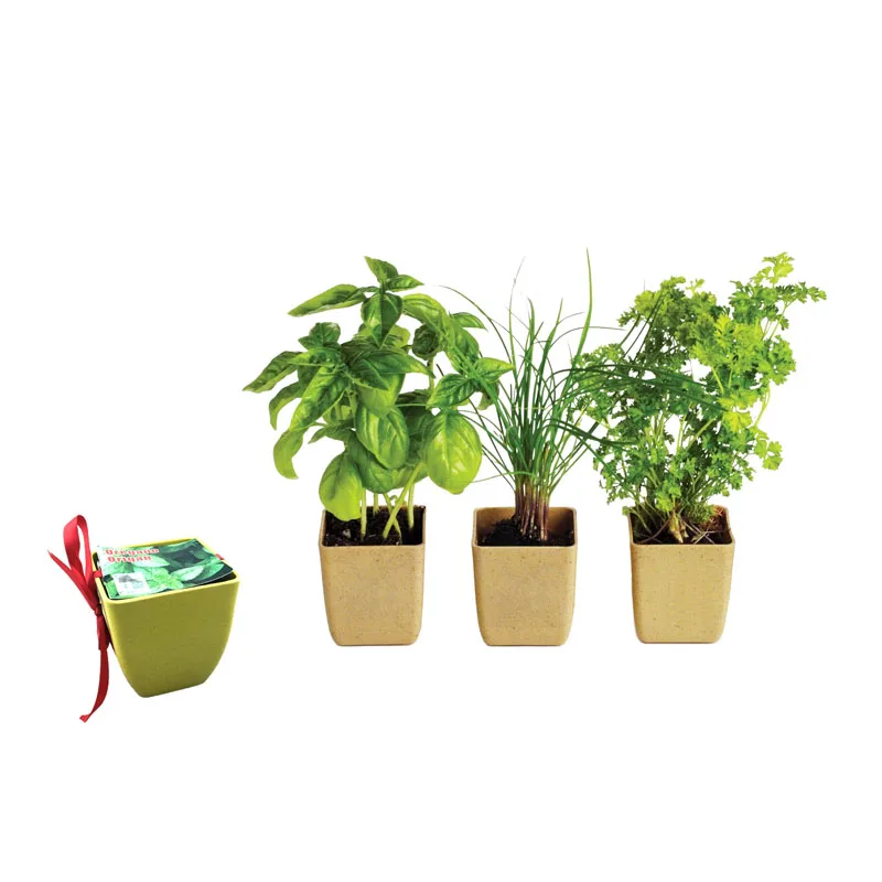 Indoor Herb Garden Starter Kit Potting Soil Peat Pots Diy Kitchen