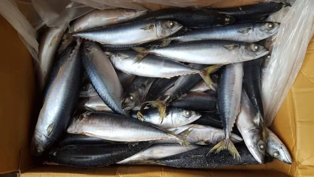 冷冻全太平洋鲭鱼鱼待售