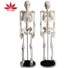 factory medical skeleton model 85cm with internal organ model