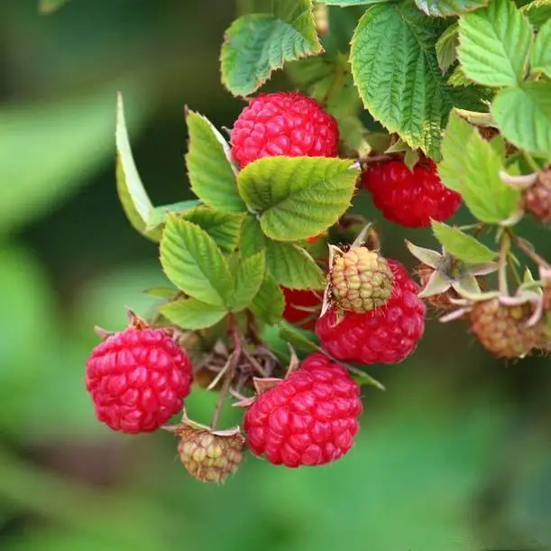 fd007 wholesales top grade freeze dried red raspberry fruit with