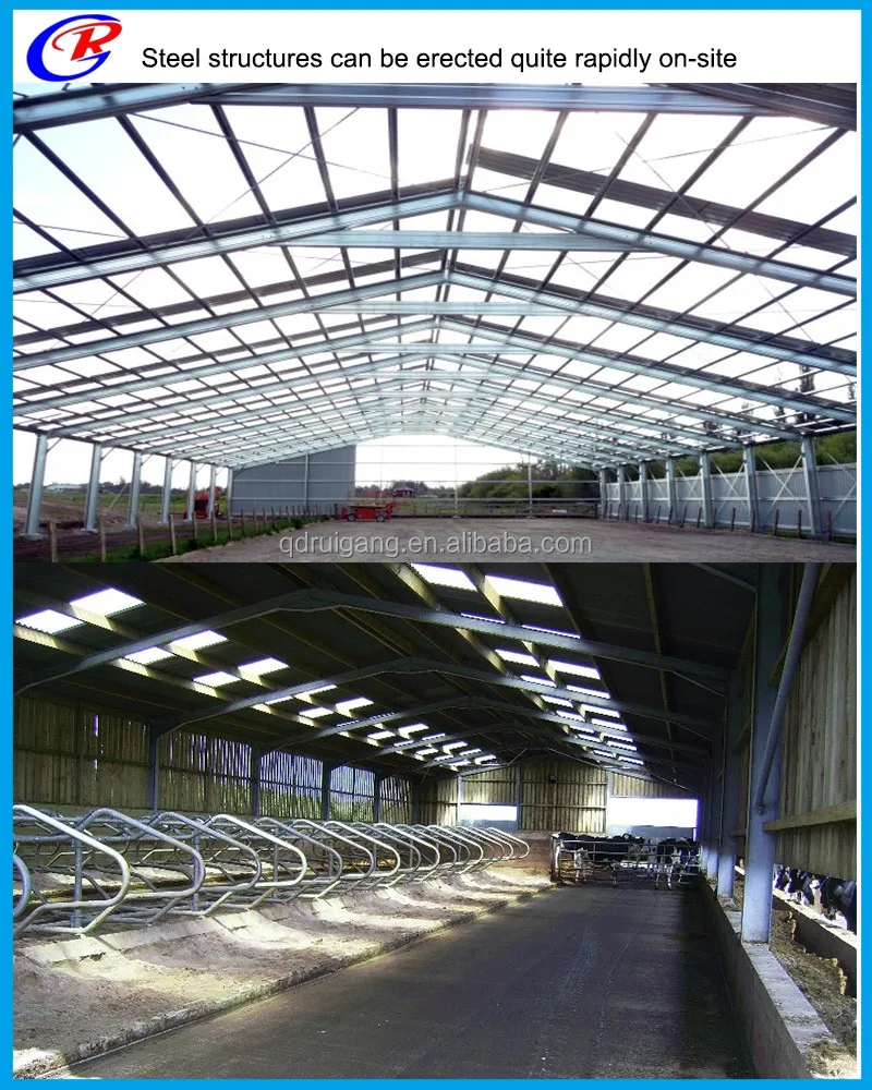 Low Cost Prefabricated Cow Shed Steel Structure For Dairy ...