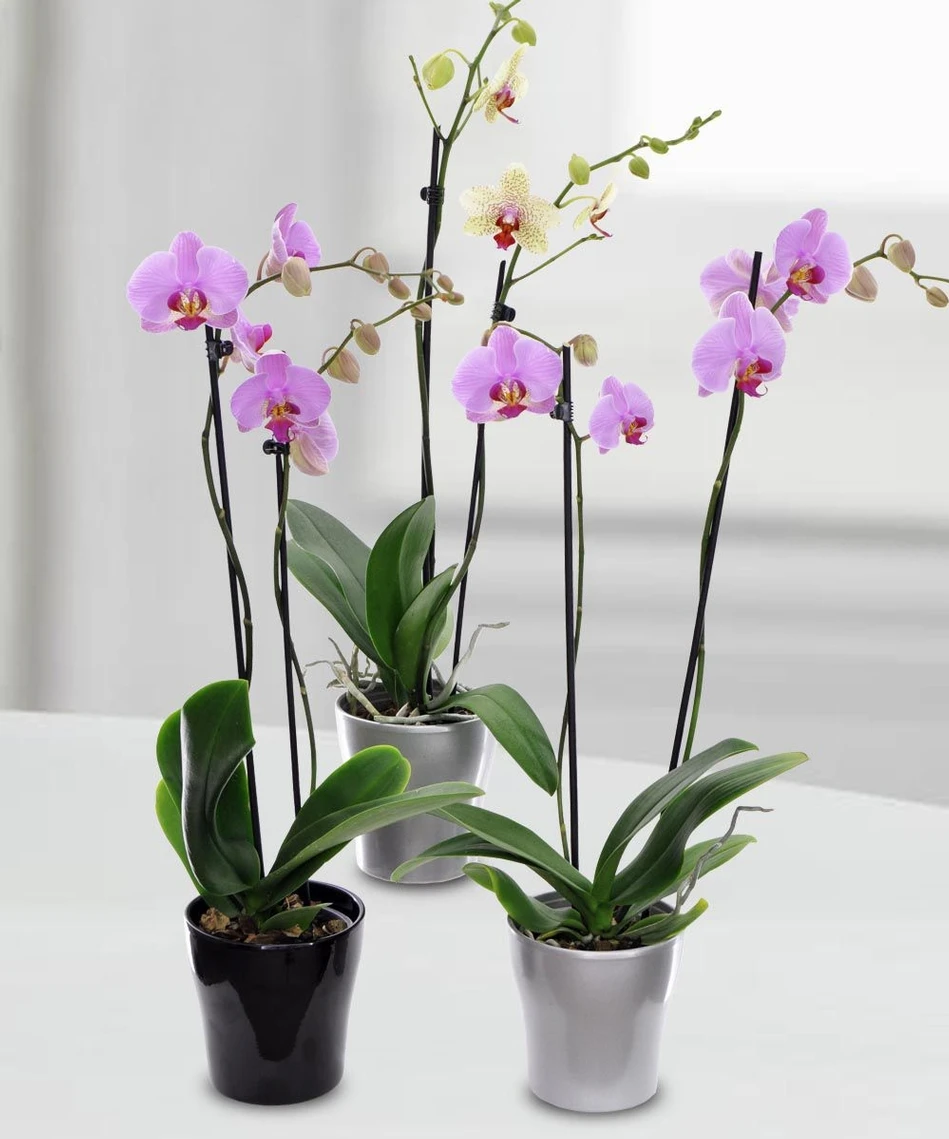 Natural Flower Support Stakes Plastic Sticks For Orchids - Buy Flower ...