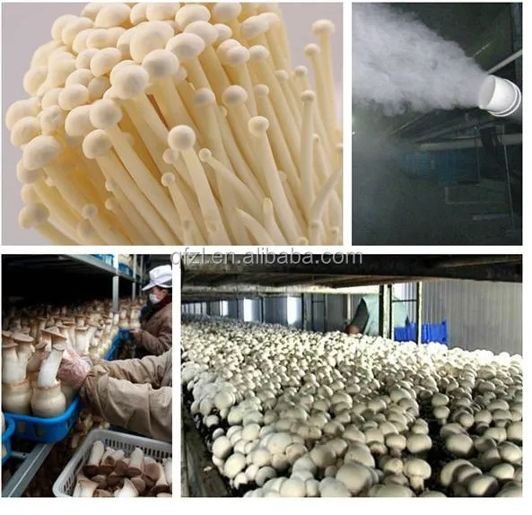 New Mushroom Growing Room Climate Control All In One Machine Buy