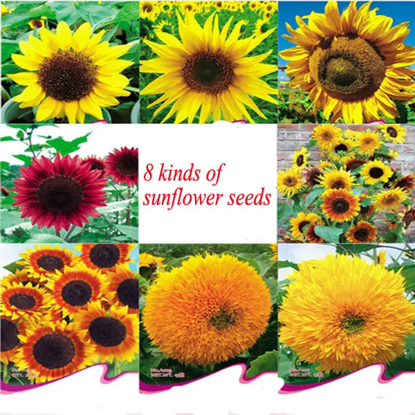 Garden Flower Pink Sunflower Seeds For Growing - Buy Pink Sunflower