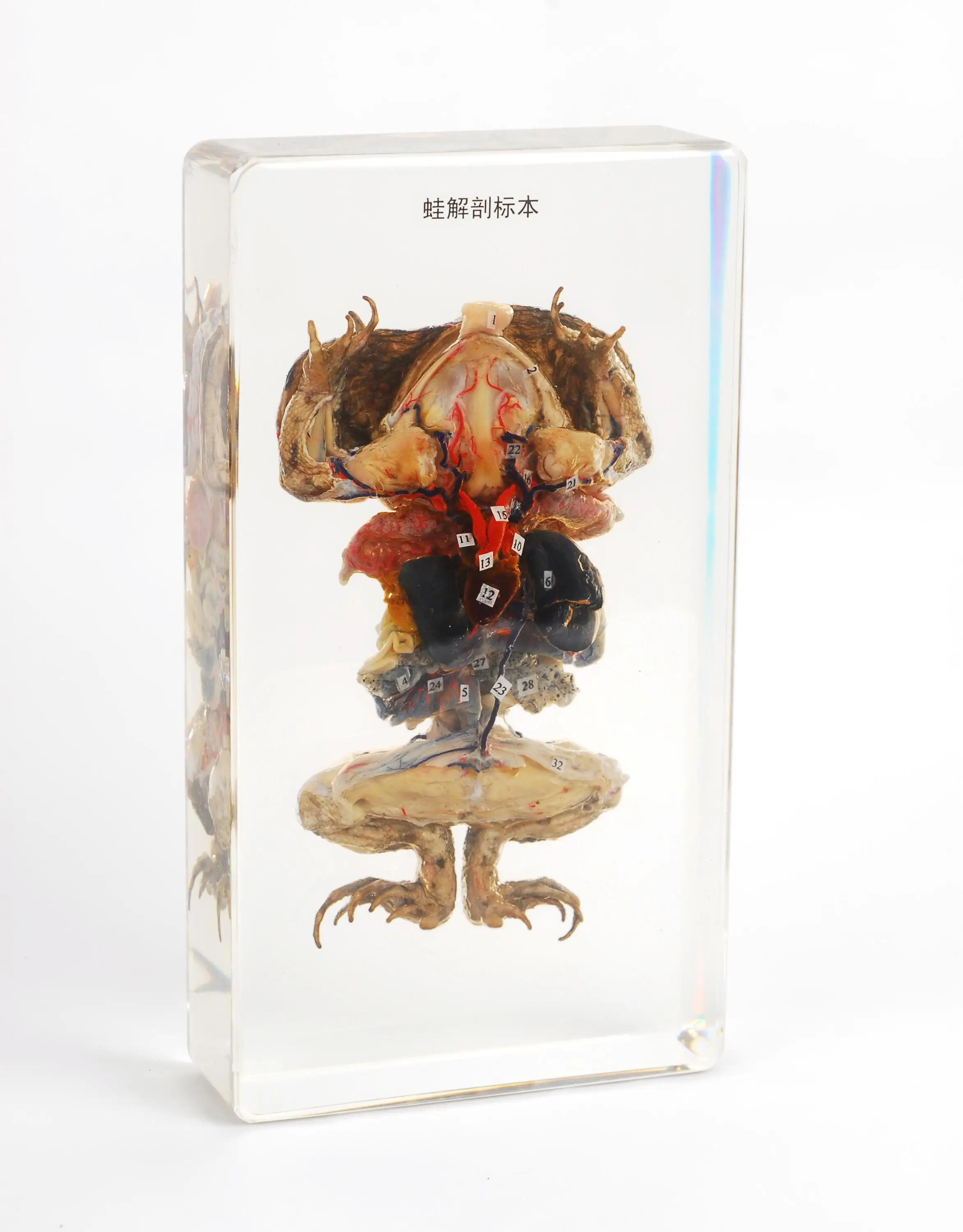 Clear Acrylic Embedded Fish Dissection Specimen For Biological Teaching