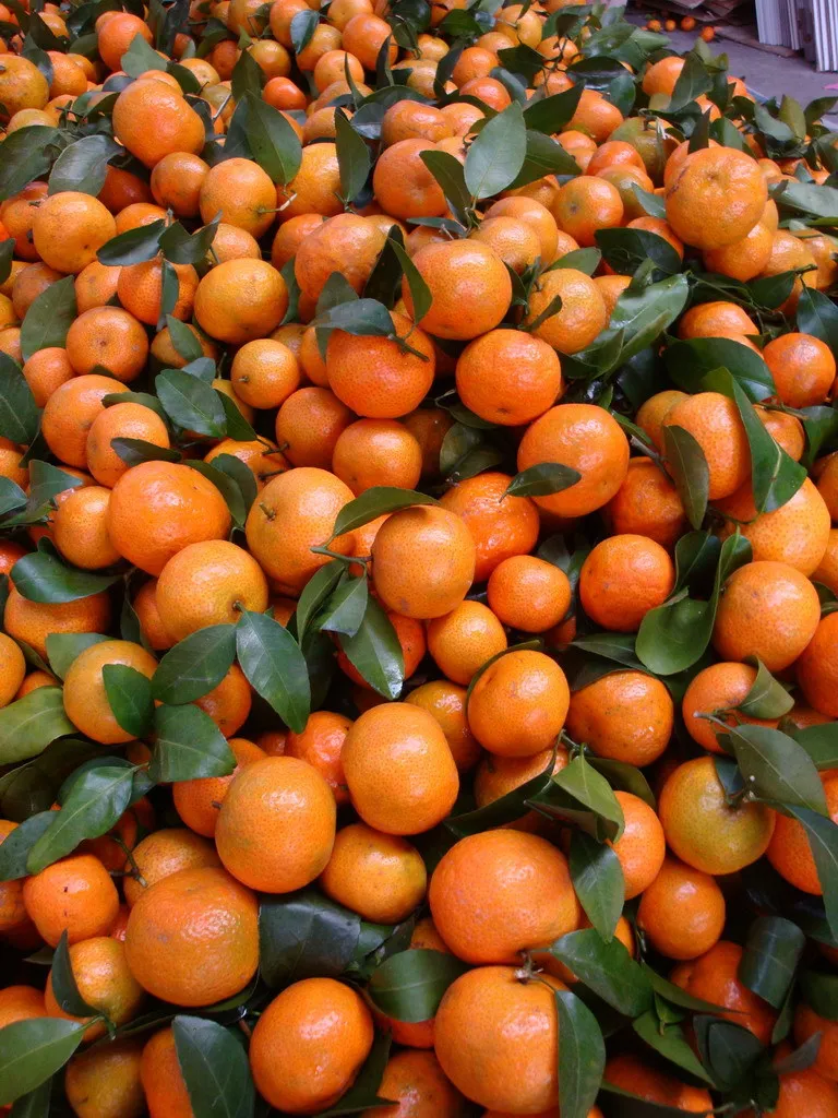 super sweet nanfeng honey orange seeds for sale
