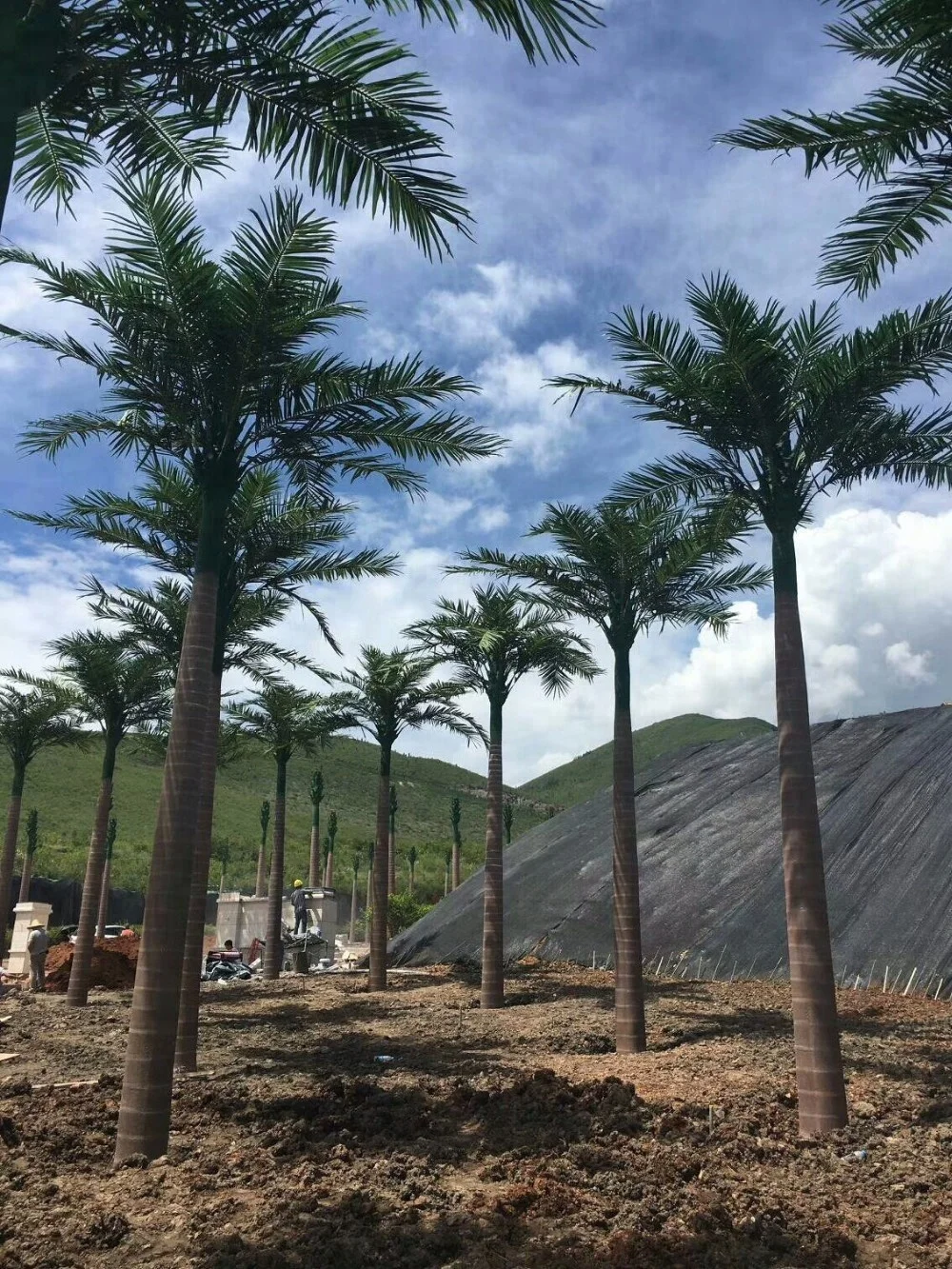 Outdoor 7 Meters Artificial King Coconut Palm Tree With 40cm Trunk