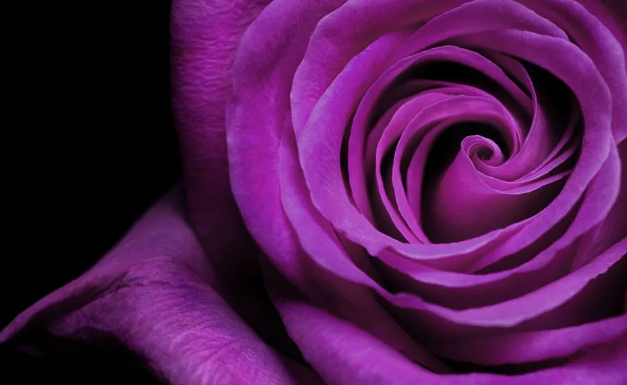 76 Wallpaper Romantic Rose Terbaik