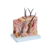 XC-313-2 human block model of skin