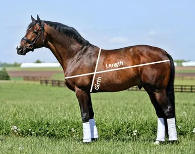 5m top horse weight tape measuring tape