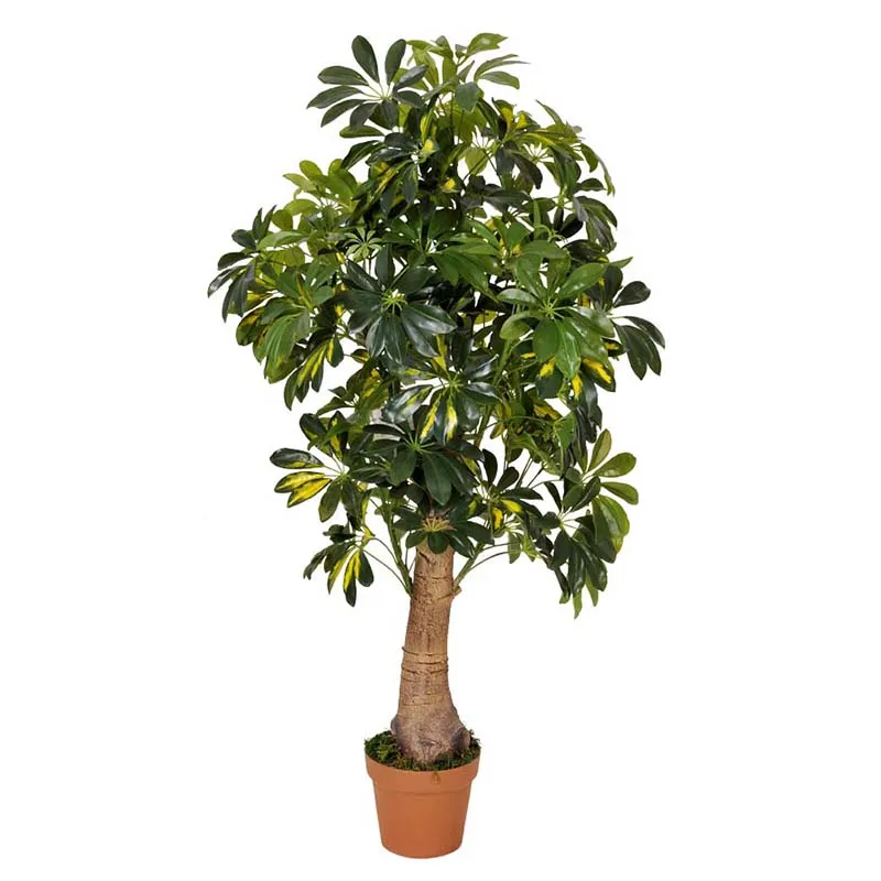 Artificial Dollar Tree,Money Trees,Braiding Plants Buy Artificial Dollar Tree,Money Trees