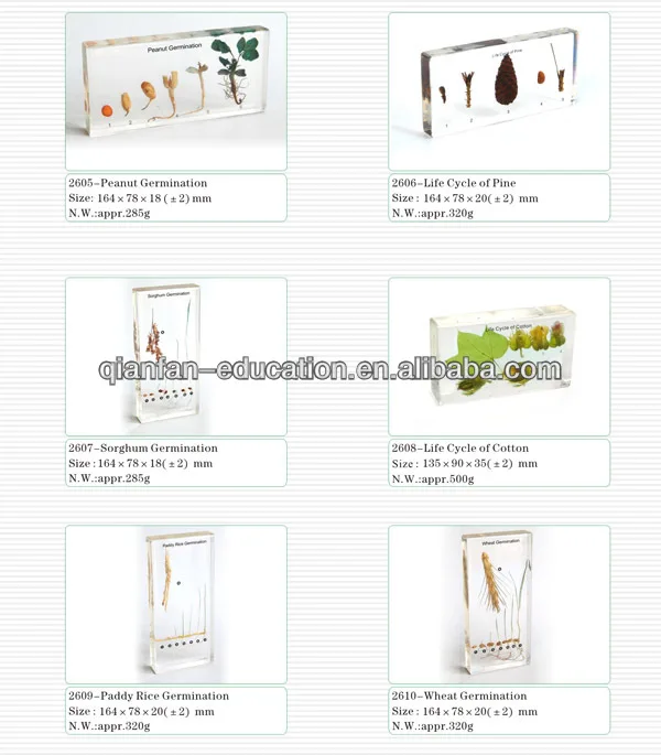 plant germination 1.jpg