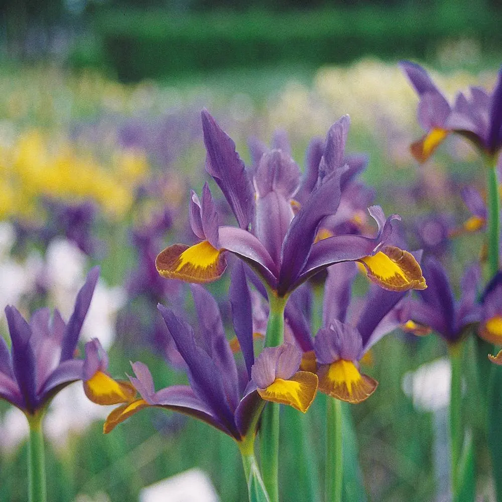 Cheap Iris Bulbs For Sale Cheap, find Iris Bulbs For Sale Cheap deals