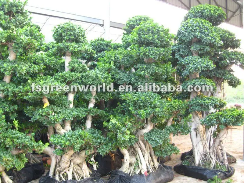 Ficus Microcarpa Stump Shape Buy Ficus Bonsaificus Microcarpa Bonsai