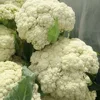 Touchhealthy supply White flowers,tight,1.5kg per fruit. cauliflower seeds/broccoli seeds