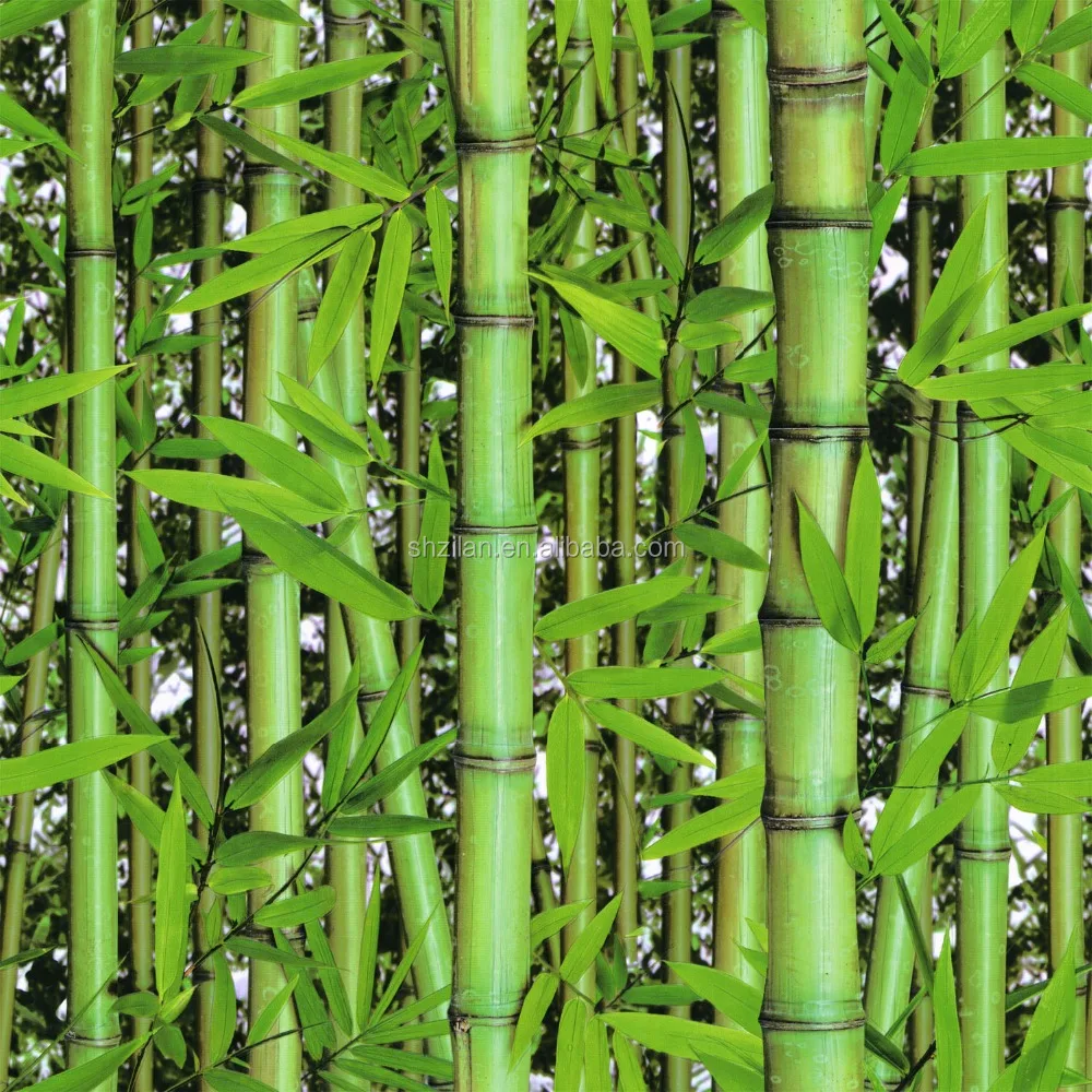 Cari Kualitas Tinggi Wallpaper Bambu Hijau Produsen Dan Wallpaper
