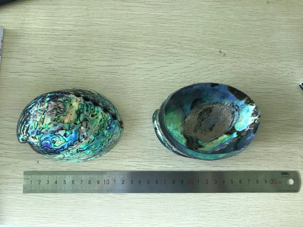 New Zealand Paua Shell,Abalone Shell Price With Factory Price Buy New