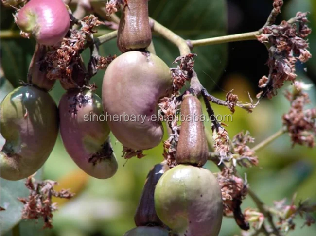 cashew trees ghana