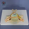 SY-N028 Human Nervous System Models for Medical Science Use