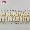 Good quality dental training model Permanent teeth model with straight roots