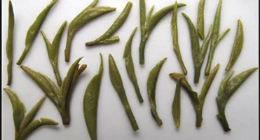 Spring New Green Tea Xinyang maojian Chinese Green Tea - 4uTea | 4uTea.com