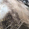 elegant for room living room gold star cowhide rugs