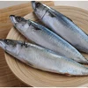 export China made iqf frozen fresh frozen delicious mackerel fish good for all age vitamin