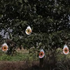 Wholesale Bird Repellent Eye Pattern.Diverter Discs.Best Solution To Fix Your Pest Problem