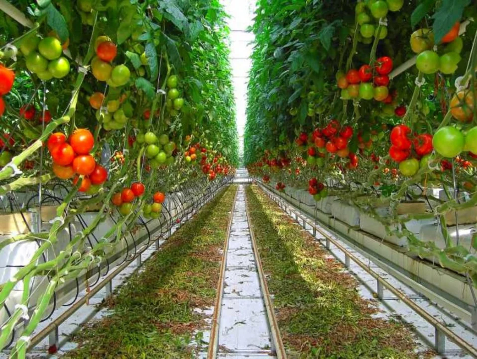 Agricultural Commercial Garden Use Greenhouse film for sale