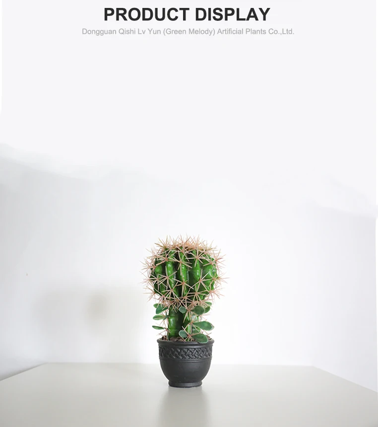 Кактусовые Комнатные Растения Фото И Названия