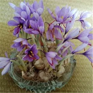 Factory Price Saffron Seeds In China High Yield Seedball