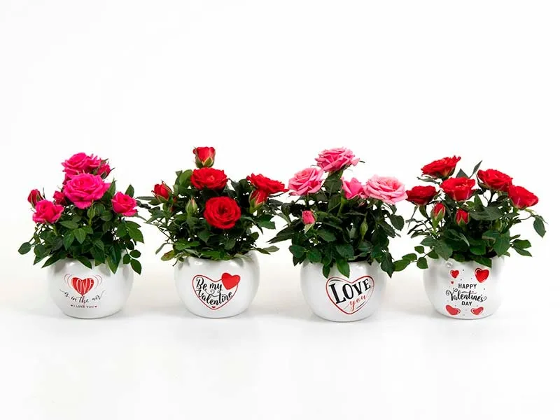 Lotus Shape Flower Pot Ceramic Pot Decoration Buy Ceramic Pot