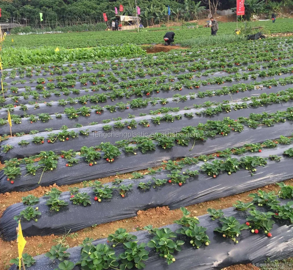 Agriculture Vegetables Crops Compostable Mulch Paper / Black Plastic