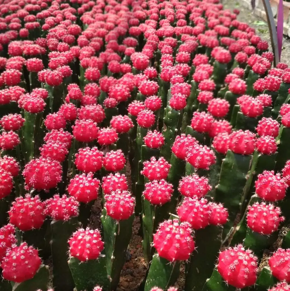 gymnocalycium mihanovichii mint chocolate cactus