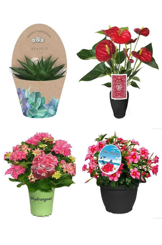 Plastic Flower Pot Sleeves Pot Cover Plant Pot Cover Buy Flower Pot