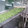 Kiwi Fruits Freezer / Quick Freezing Machine