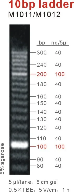 10bp ladder2