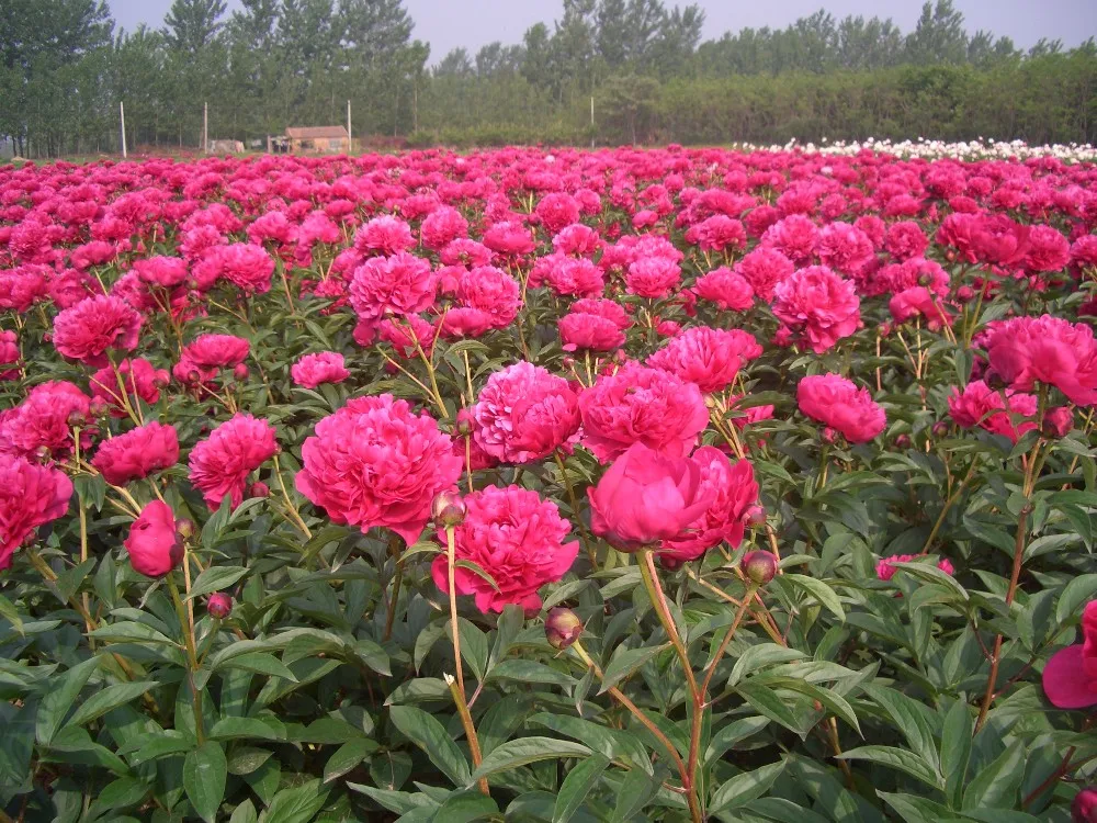 Flores De Peonía Herbáceas De Corte Fresco,Colores Rojo,Púrpura,Rosa - Buy  Fresh Cut Herbaceous Peony Flowers Product on 