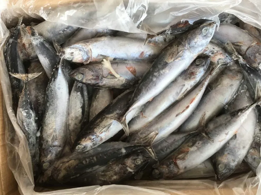 Frozen Bonito Tuna Fish 1501500g Baby Tuna Size Buy Tuna,Baby Tuna