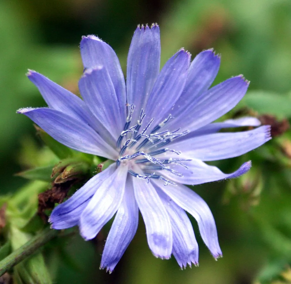 high quality and low price chicory inulin, inulin powder, bulk