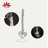 Factory direct Flexible life size vertebral column spine anatomical model with Femour heads