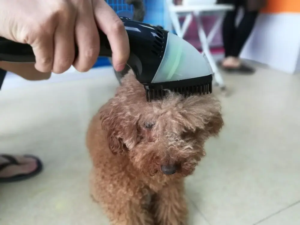 puppy hair brush