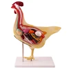 Chicken Anatomy Model Veterinary Animal Husbandry Teaching Animal Poultry Anatomy Model