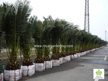 Phoenix Canariensis Palm Tree Nursery Landscaping Trees Phoenix Canariensis Palm Tree Nursery Landscaping Trees