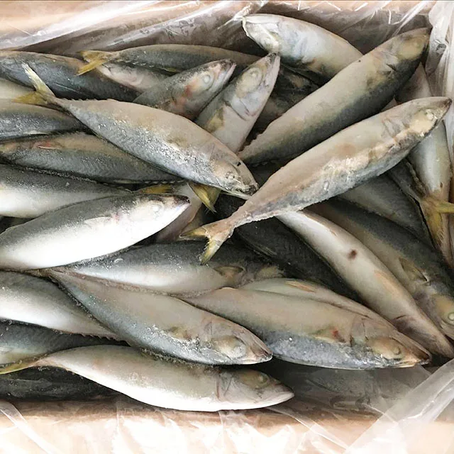 Frozen Pacific Mackerel Fish Fresh Catch Mackerel In Pouch Buy High