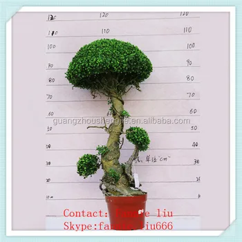 Lf090442 Decorative Artificial Boxwood Plants Preserved Lf090442 Decorative Artificial Boxwood Plants Preserved Topiary Fake Hedge
