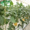 Orange capsicum pepper hydroponics system greenhouse for commercial farm