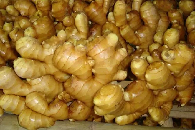 2011 fresh ginger.jpg