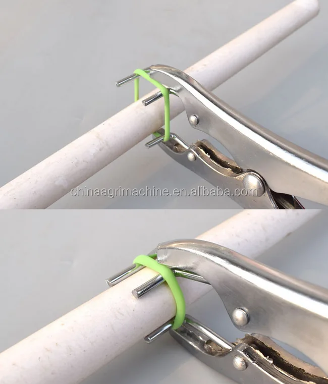 burdizzo castration